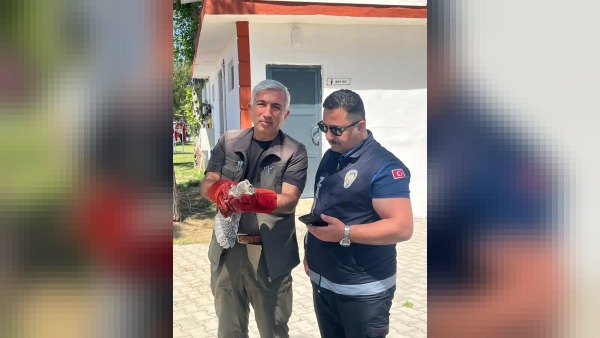 Battalgazi Zabıta, Kırkgöz Sahil Parkı'nda yavru baykuşu koruma altına aldı ve teslim etti